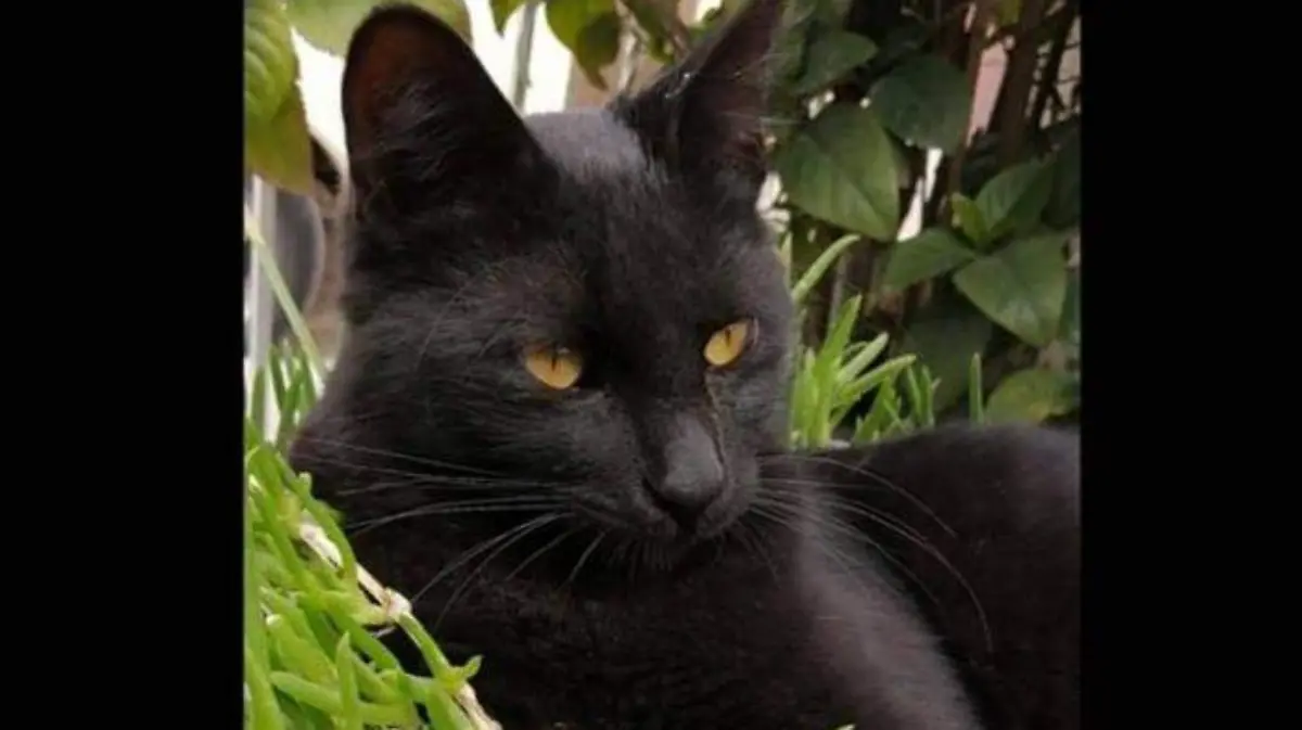 gatito negro